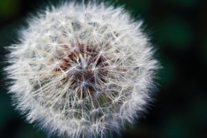 dandelion-gf00d48b13_1920